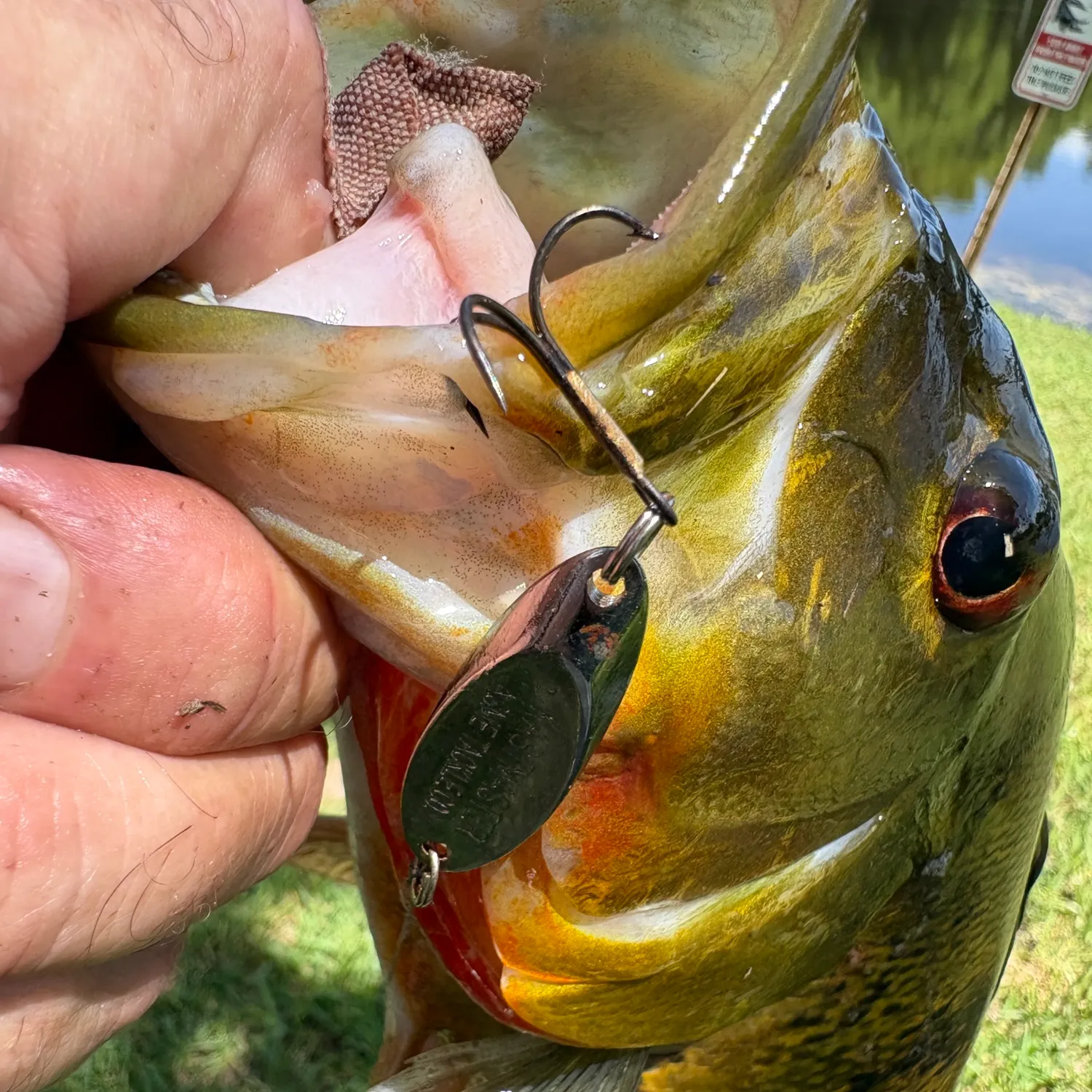 The most recent Butterfly peacock bass catches on Fishbrain