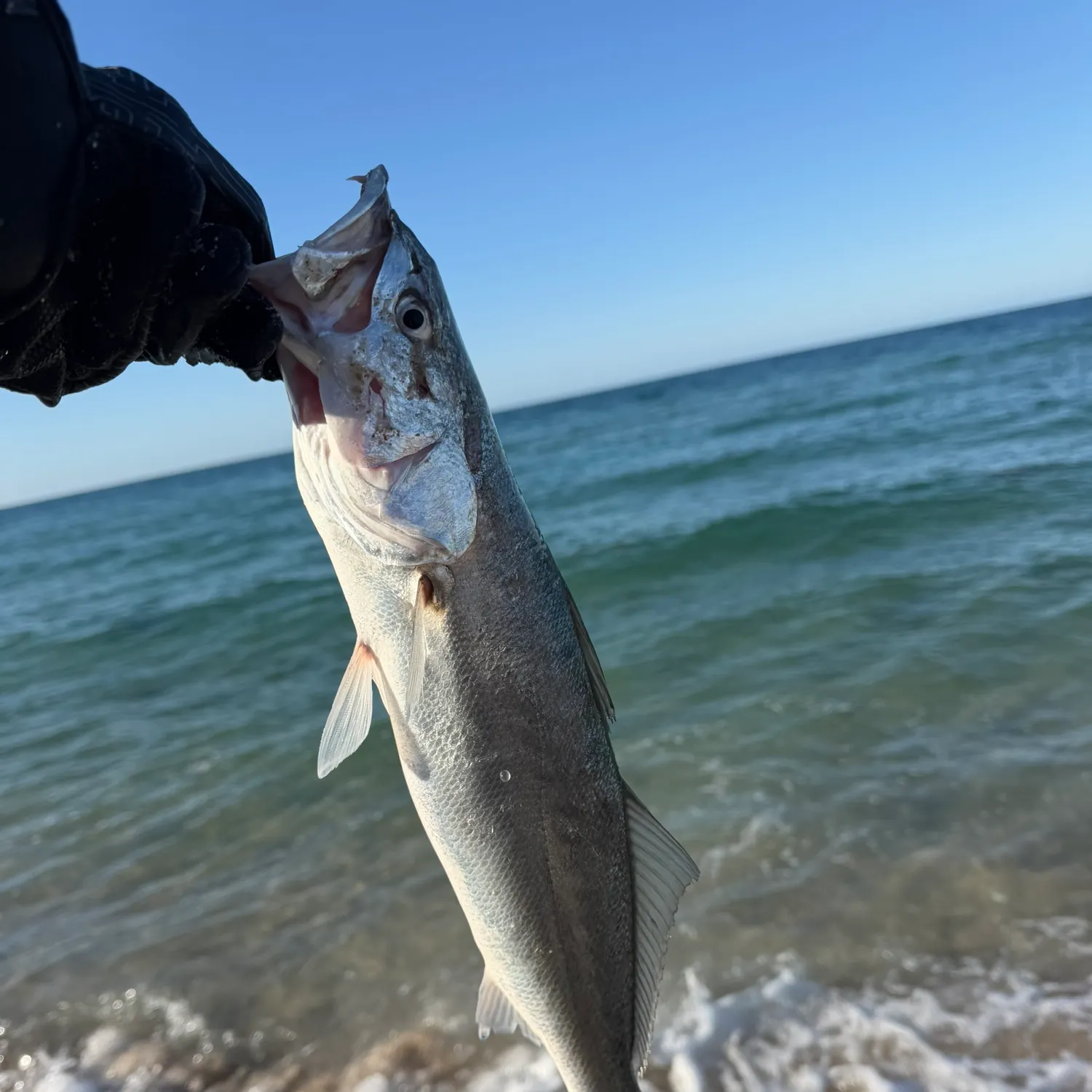 The most recent Orangemouth weakfish catches on Fishbrain