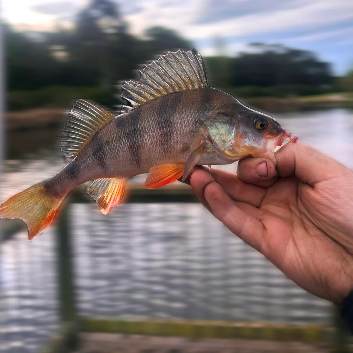 European perch caught on Fishbrain