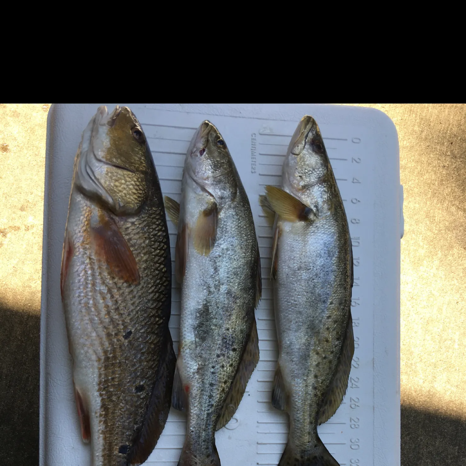 recently logged catches