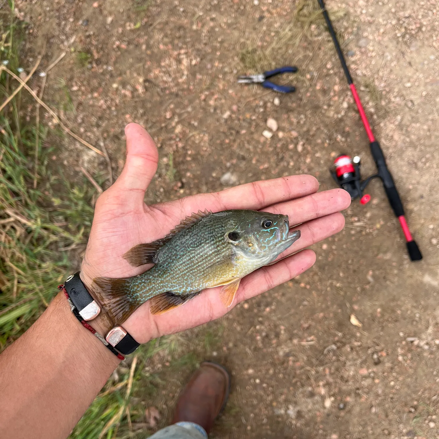 Green sunfish caught on Fishbrain