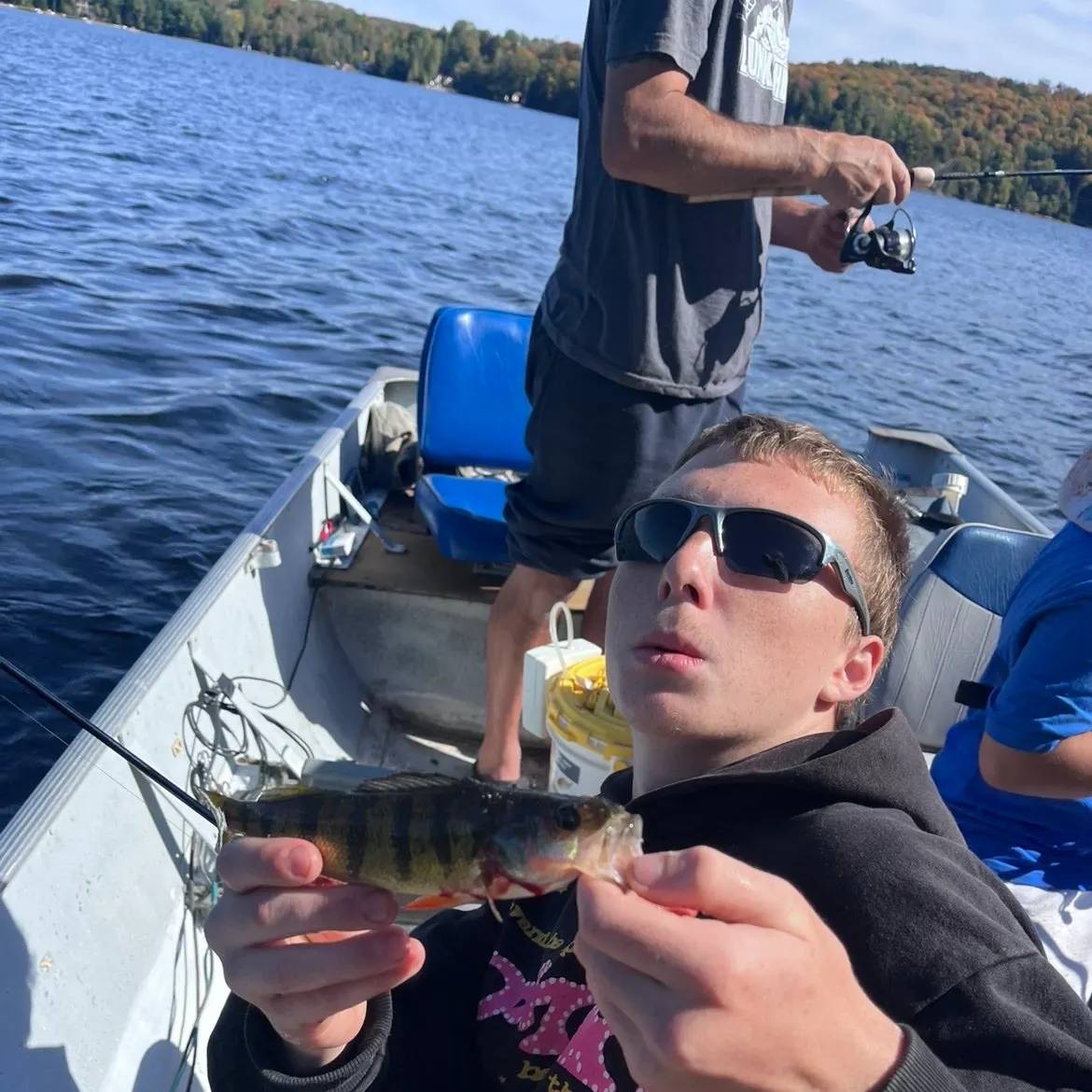 Yellow perch caught on Fishbrain