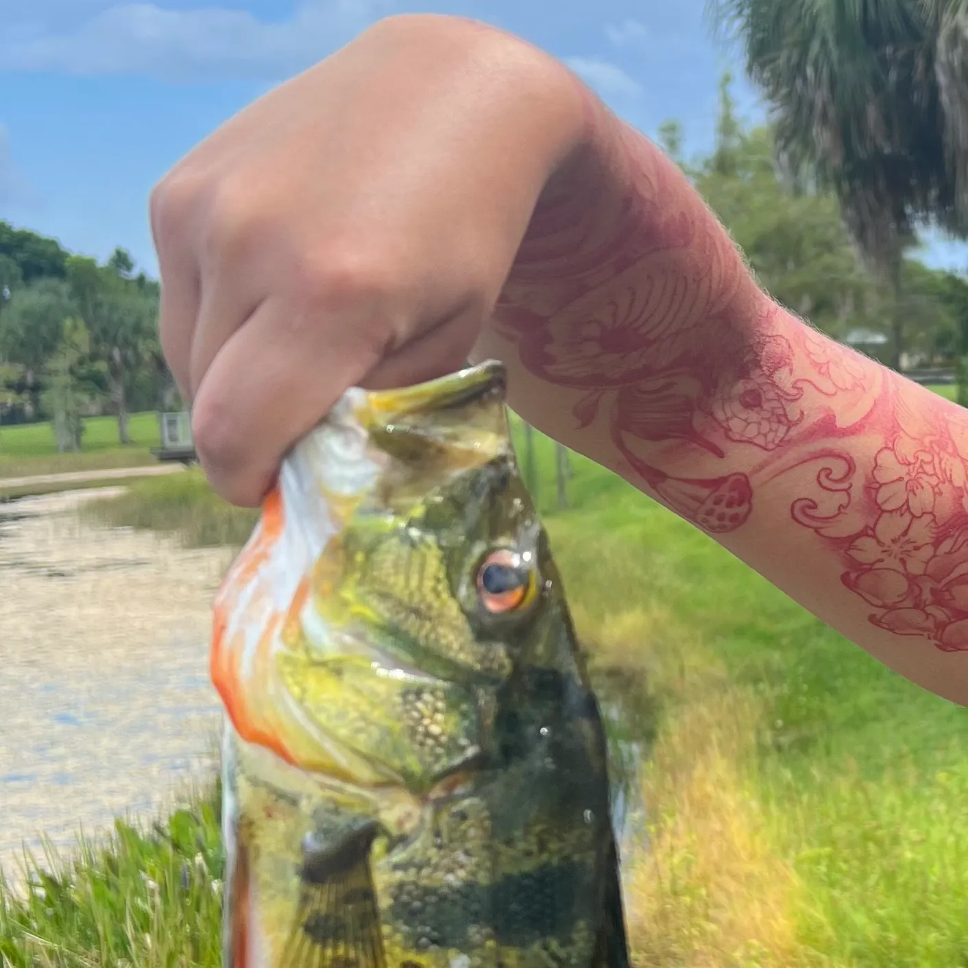 The most recent Butterfly peacock bass catches on Fishbrain