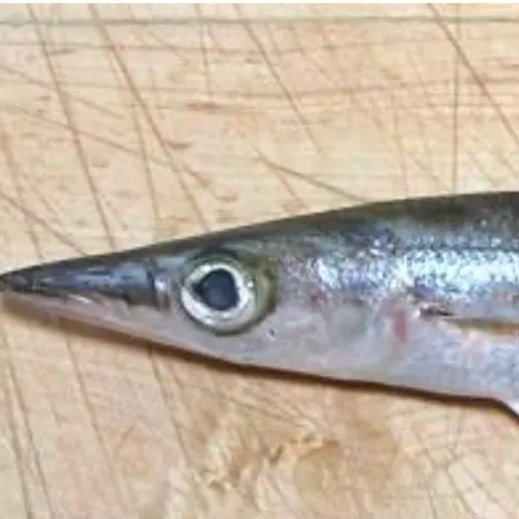 The most recent Obtuse barracuda catches on Fishbrain