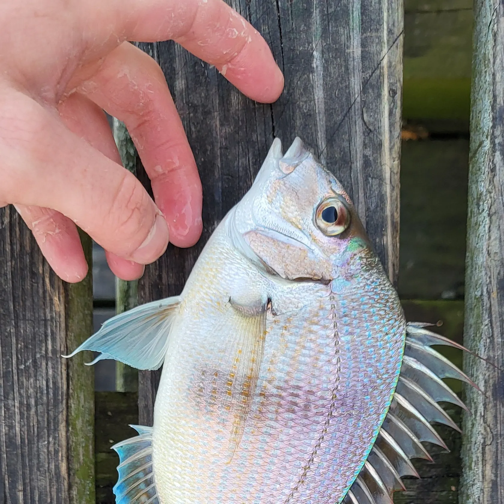 Scup caught on Fishbrain