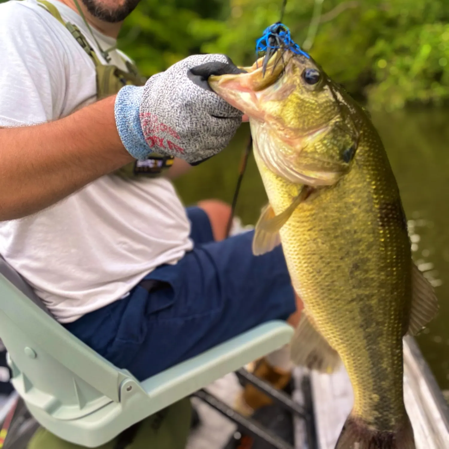 Largemouth bass caught on Fishbrain