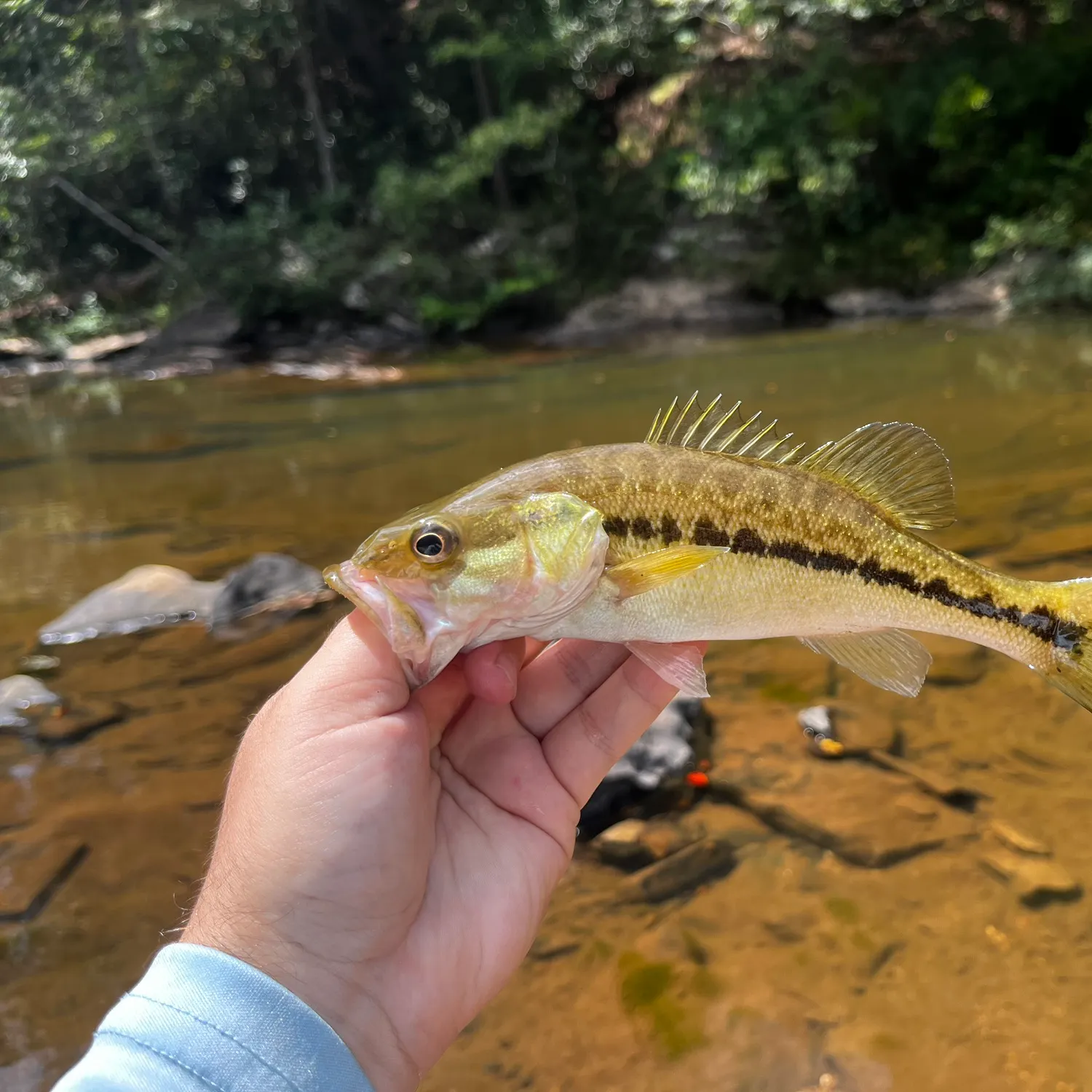Spotted bass caught on Fishbrain