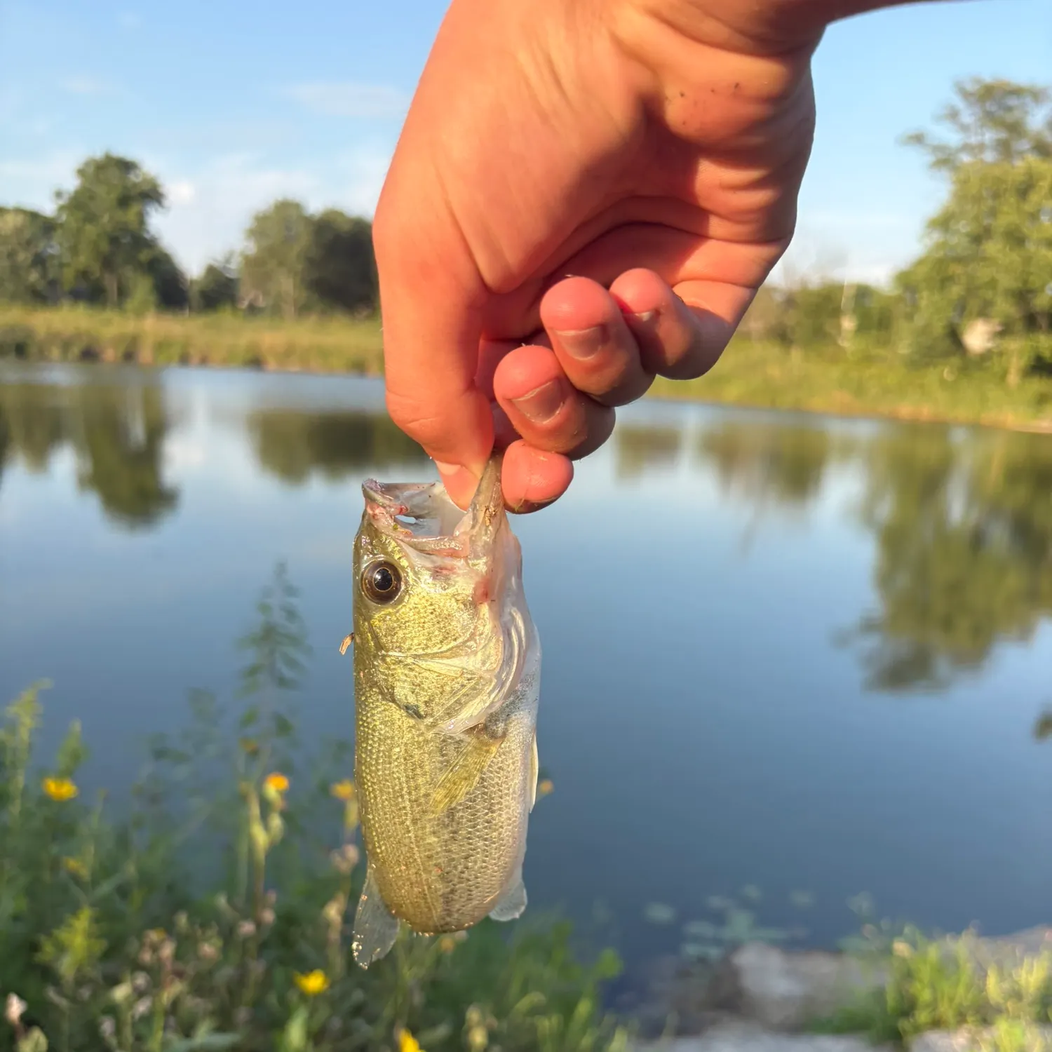 Largemouth bass caught on Fishbrain