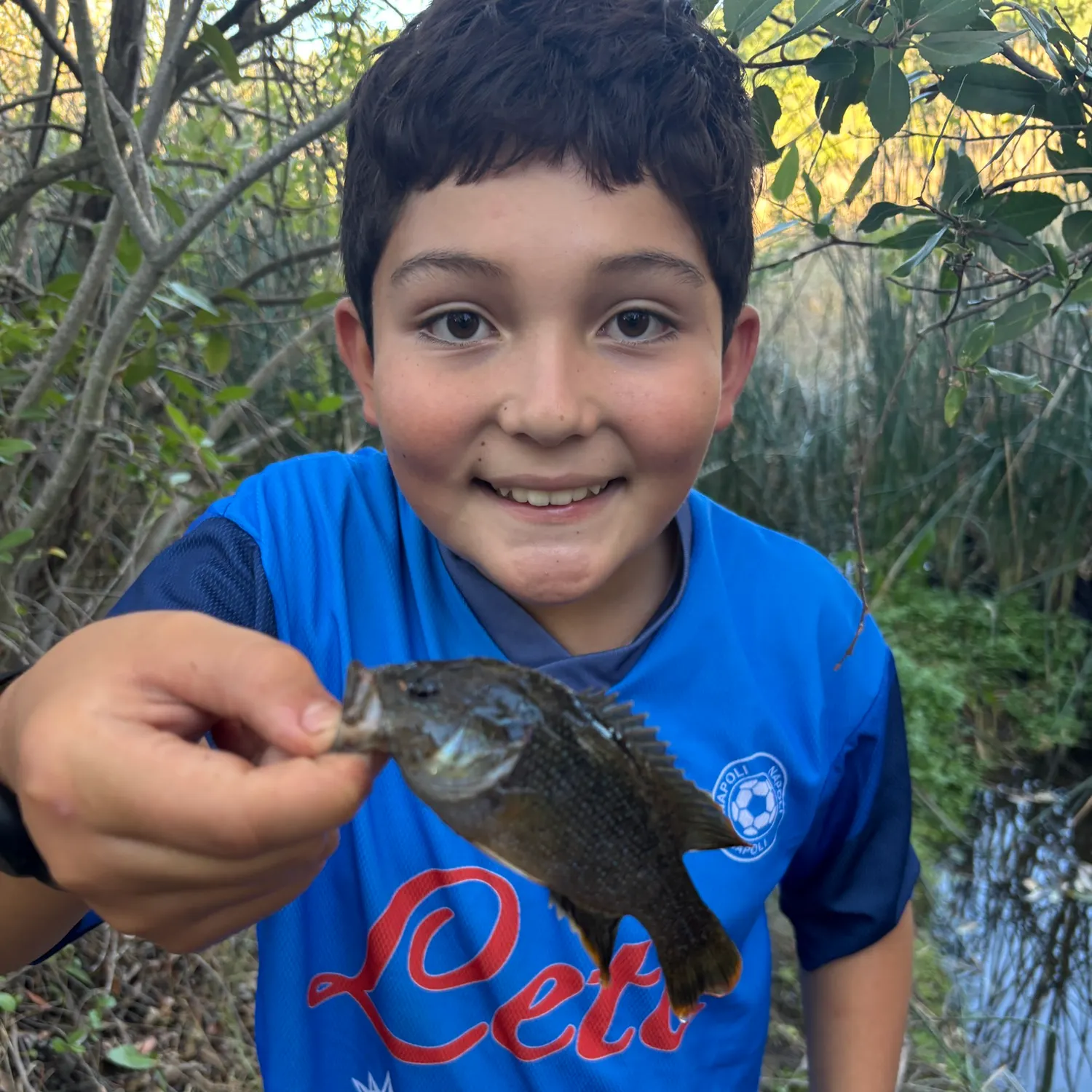 Green sunfish caught on Fishbrain