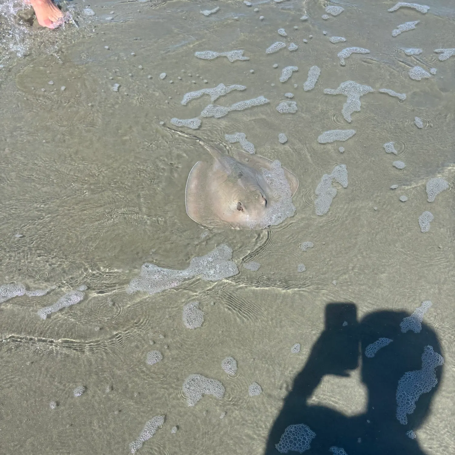 The most recent Southern stingray catches on Fishbrain