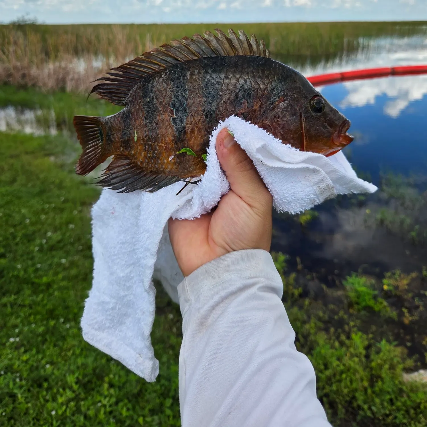 Mayan cichlid caught on Fishbrain