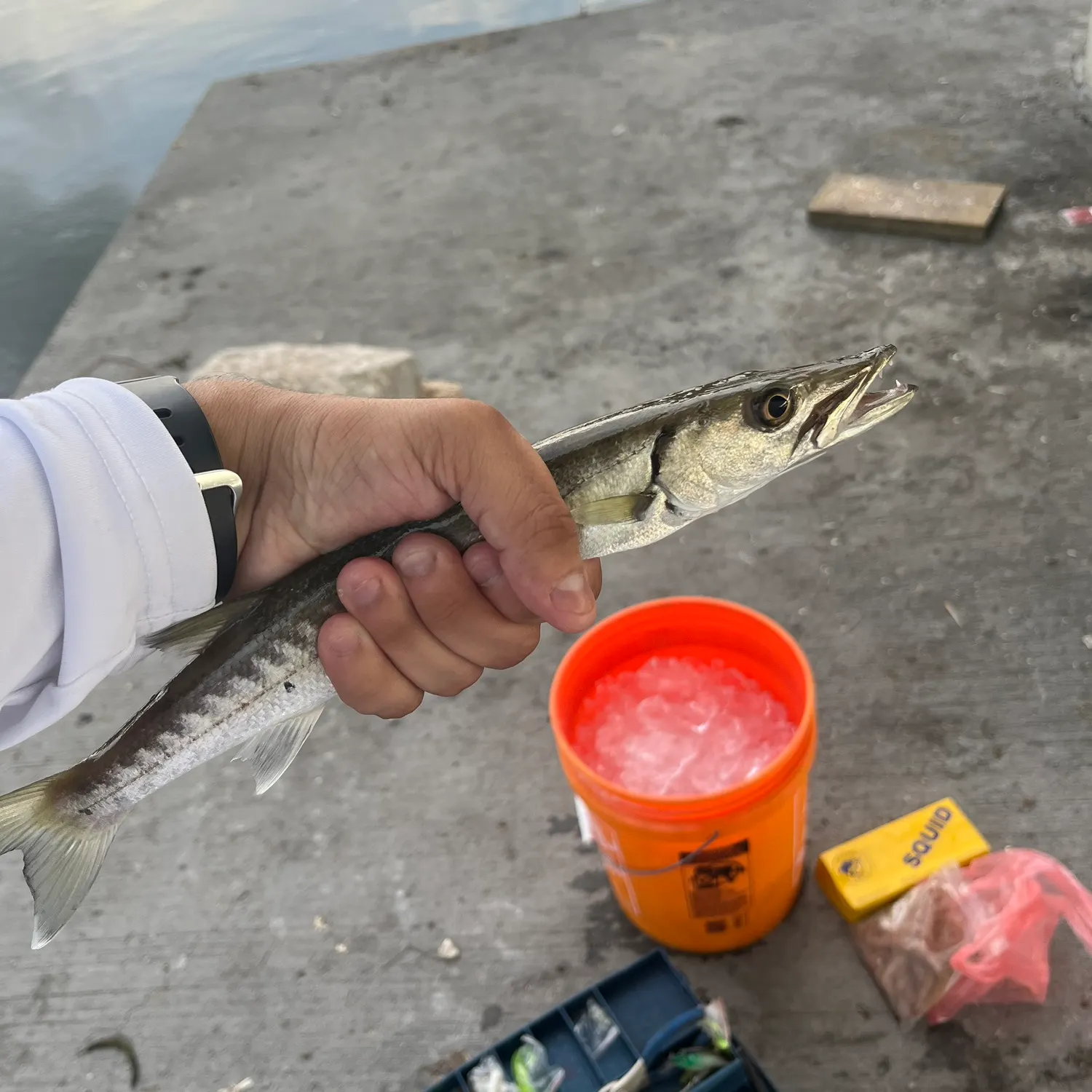 Great barracuda caught on Fishbrain