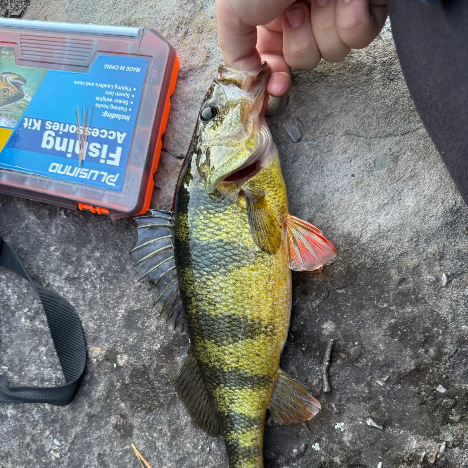 Yellow perch caught on Fishbrain