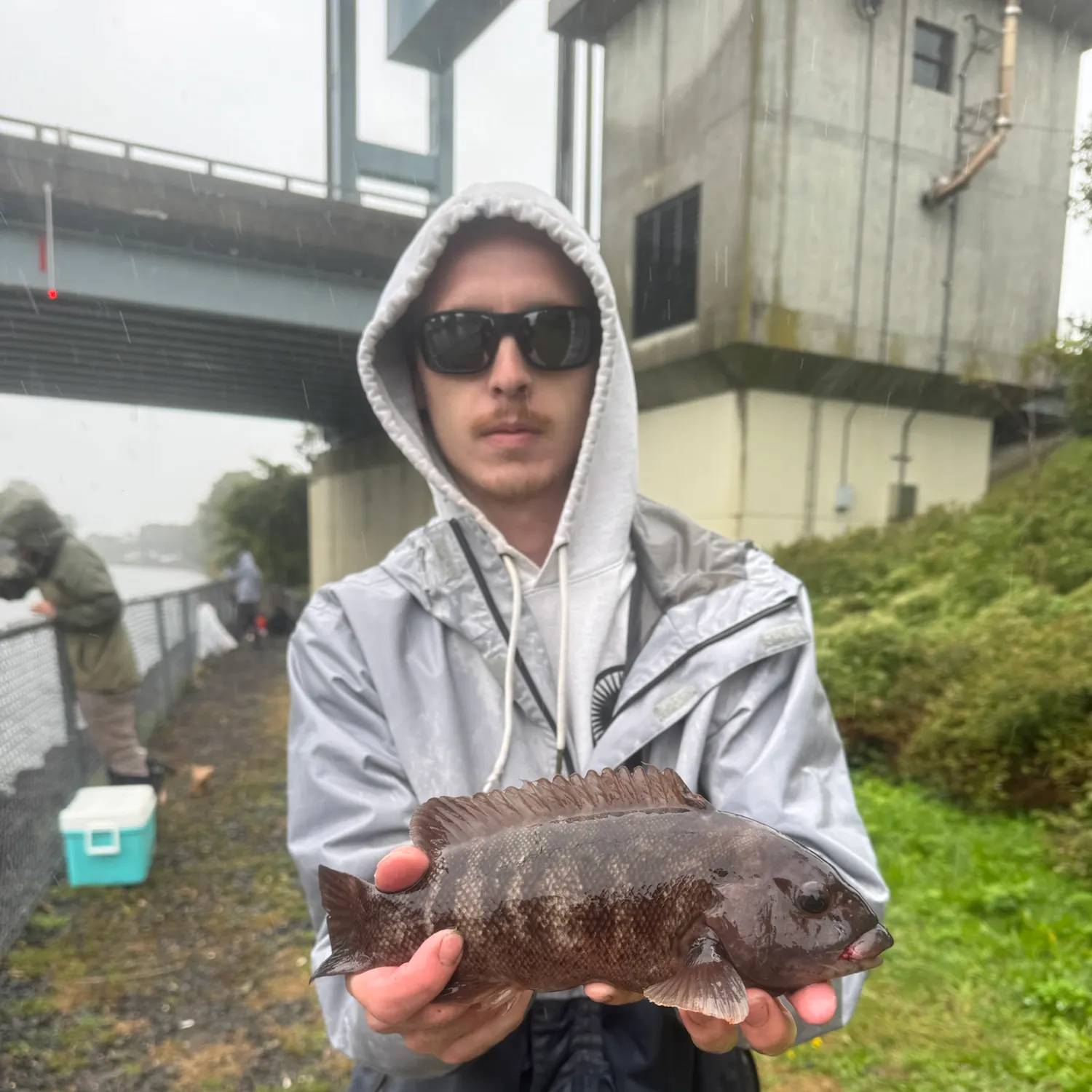 Tautog caught on Fishbrain
