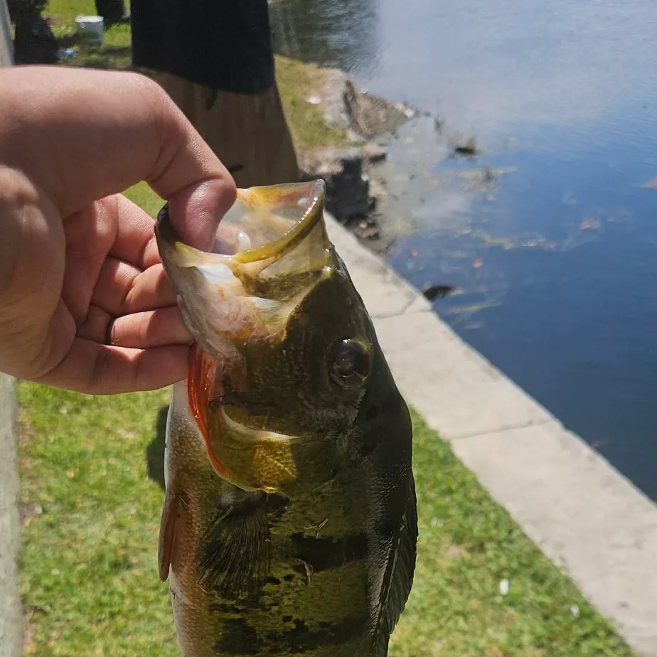 The most recent Butterfly peacock bass catches on Fishbrain