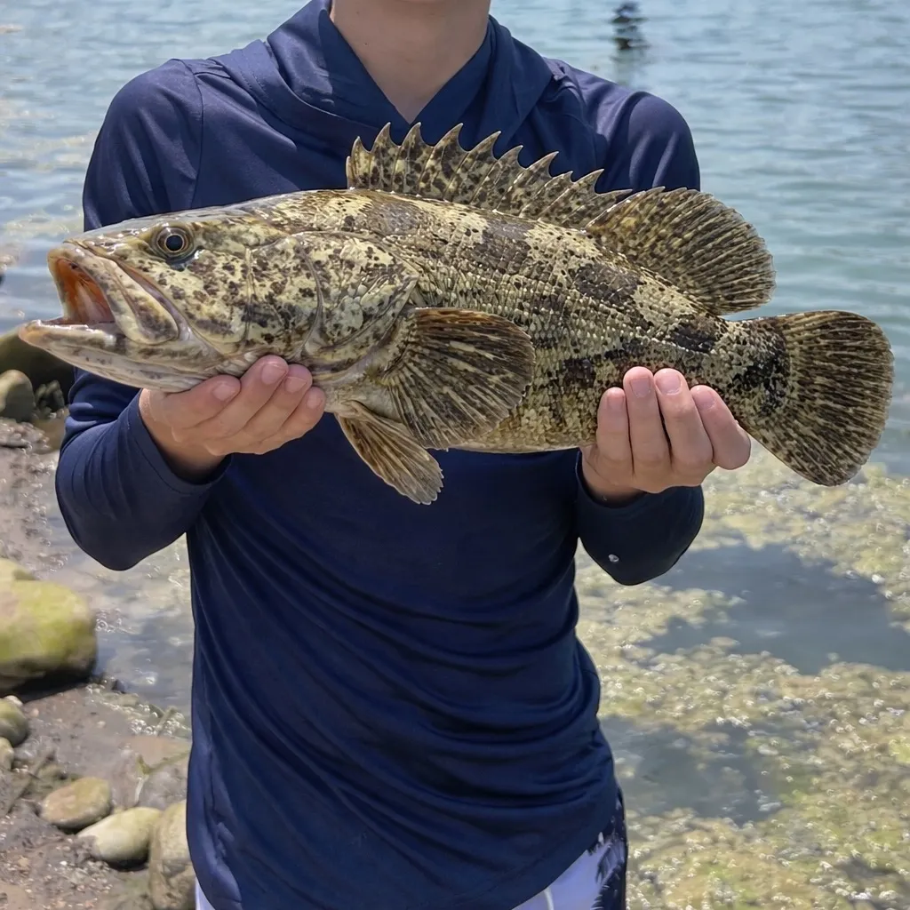 The most recent Estuarine stonefish catches on Fishbrain