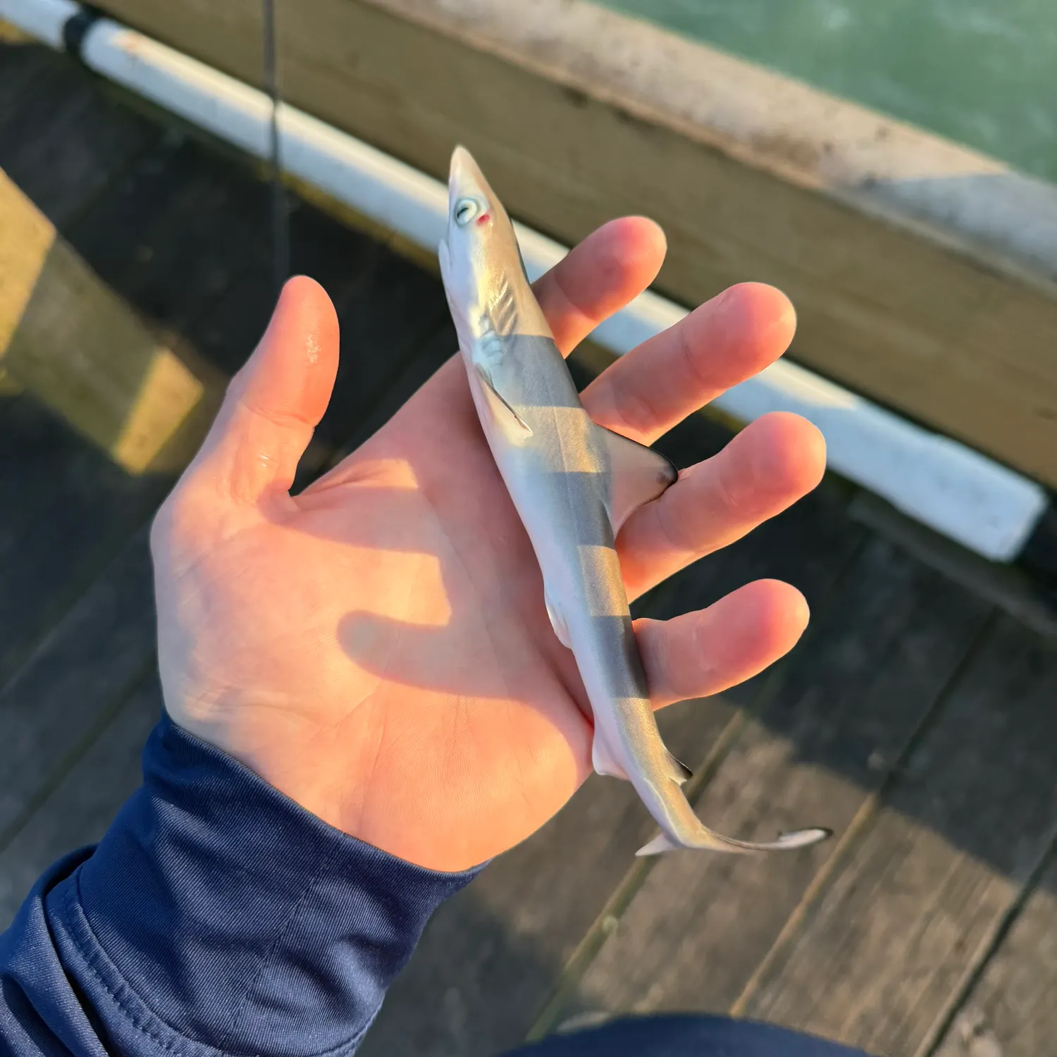 The most recent Dusky smooth-hound catches on Fishbrain