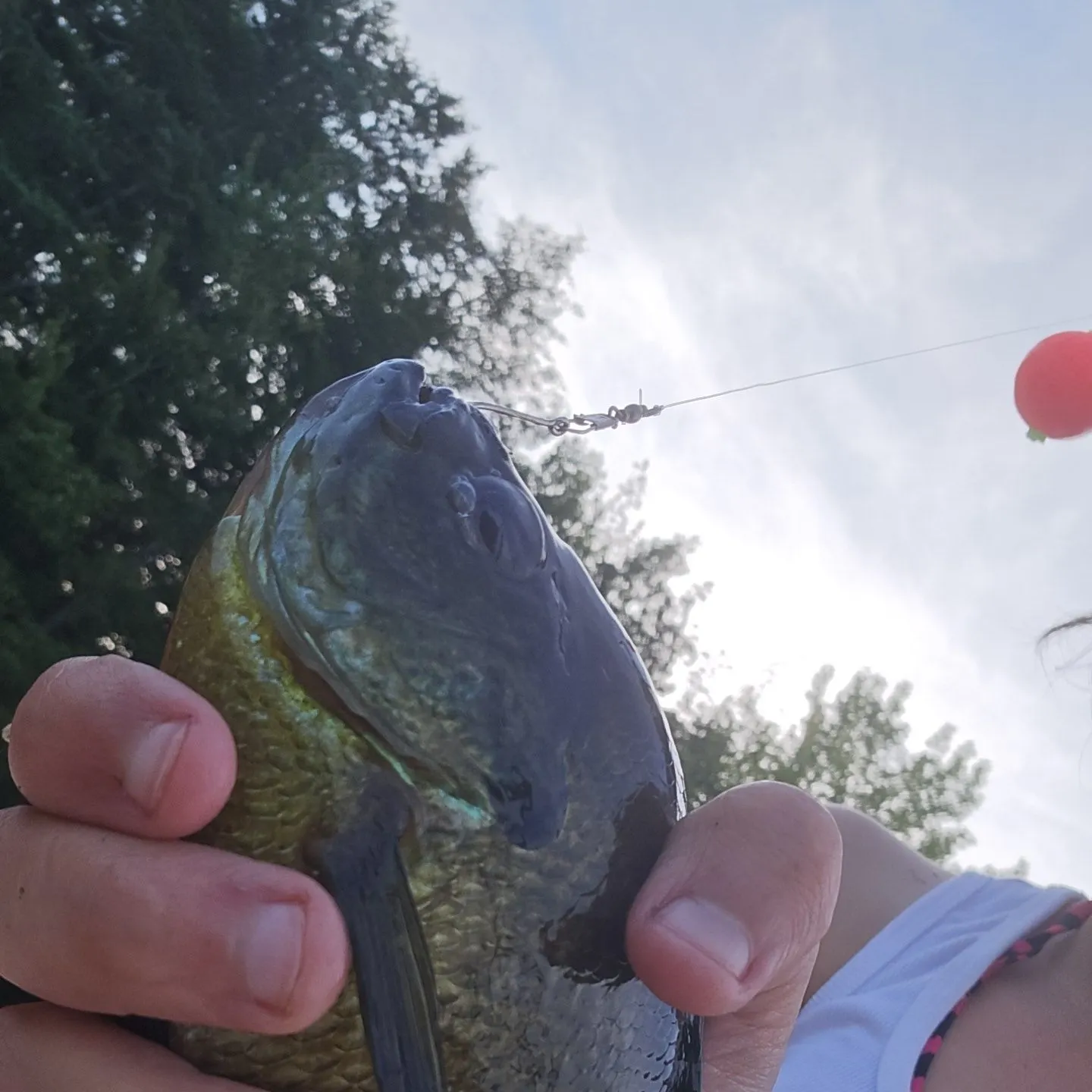 Bluegill caught on Fishbrain