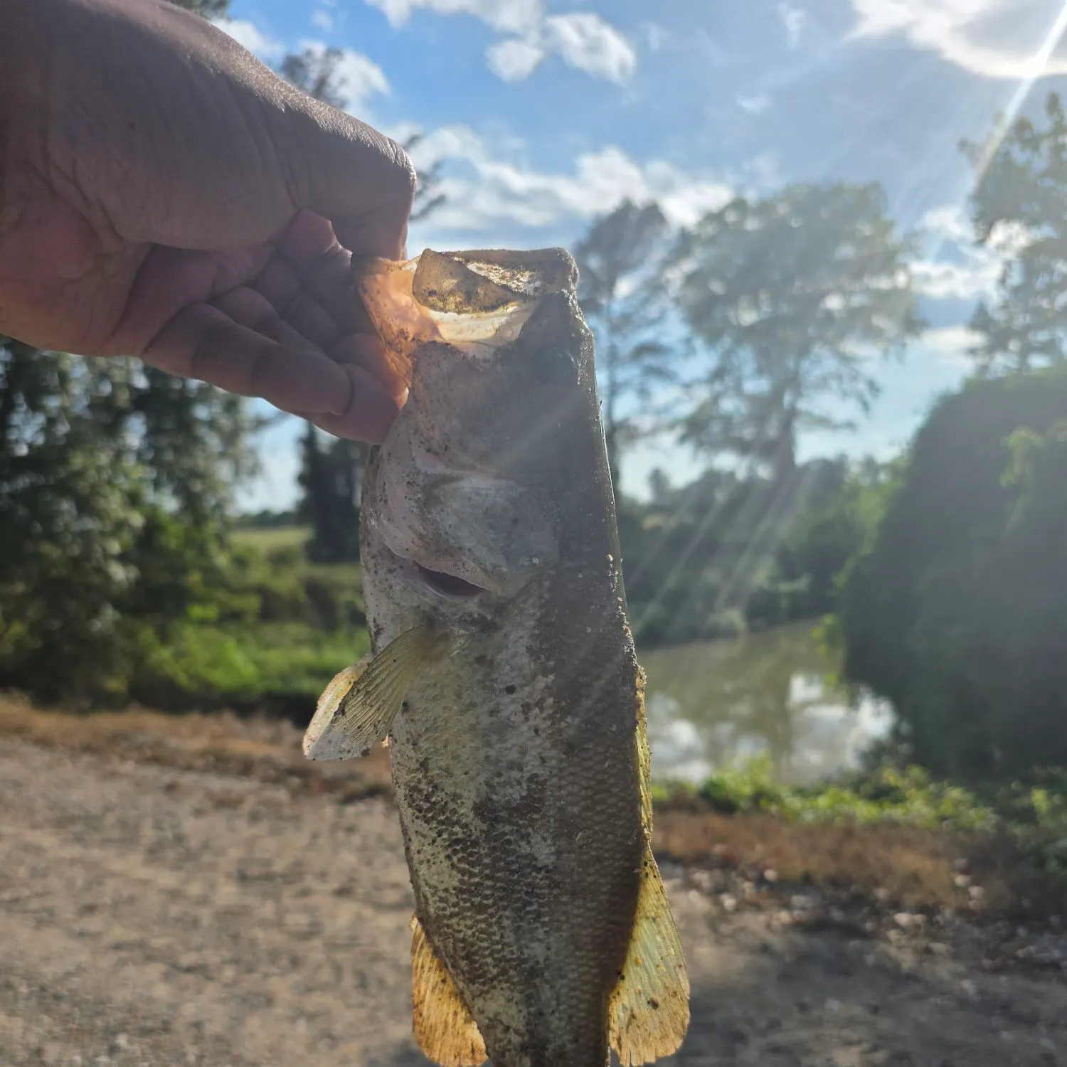 The most recent Largemouth bass catches on Fishbrain