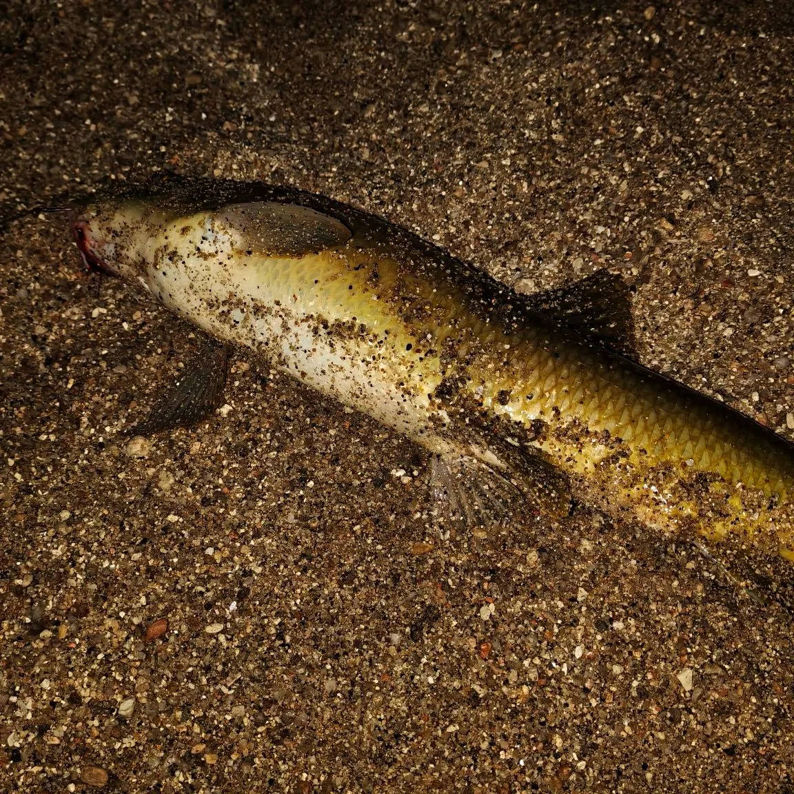 Common barbel caught on Fishbrain