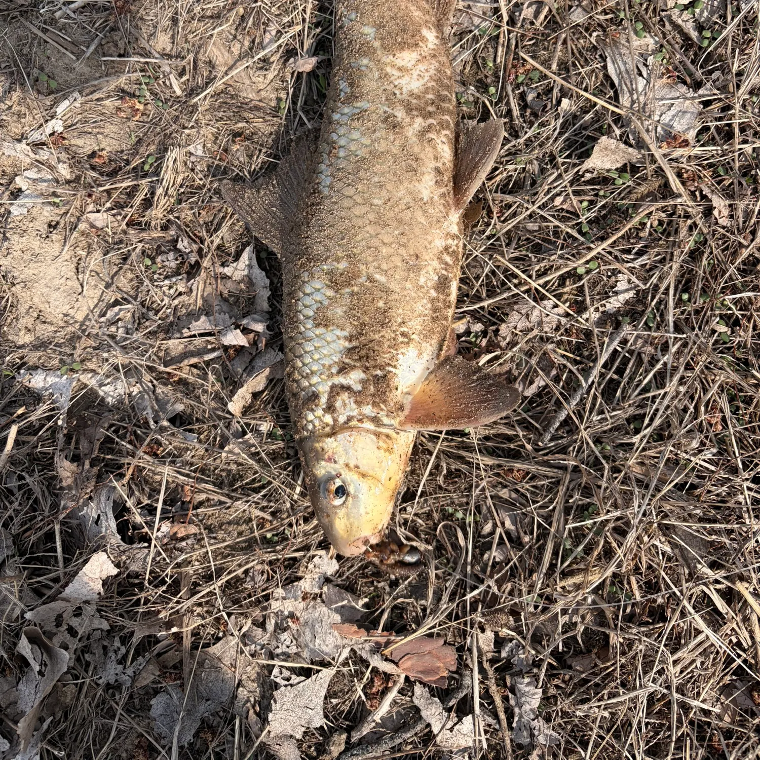 The most recent River carpsucker catches on Fishbrain