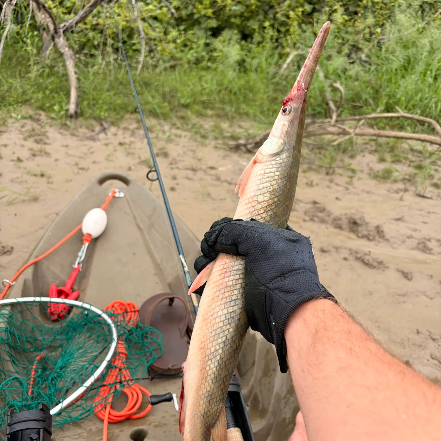 The most recent Longnose gar catches on Fishbrain