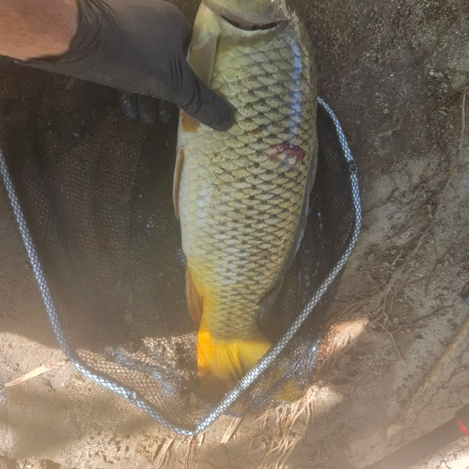 Common carp caught on Fishbrain