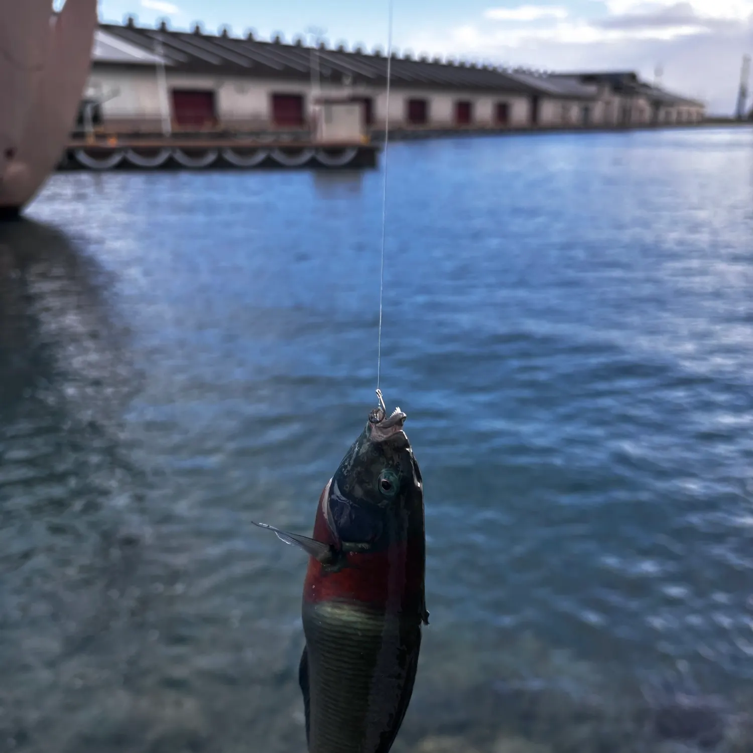 The most recent Saddle wrasse catches on Fishbrain
