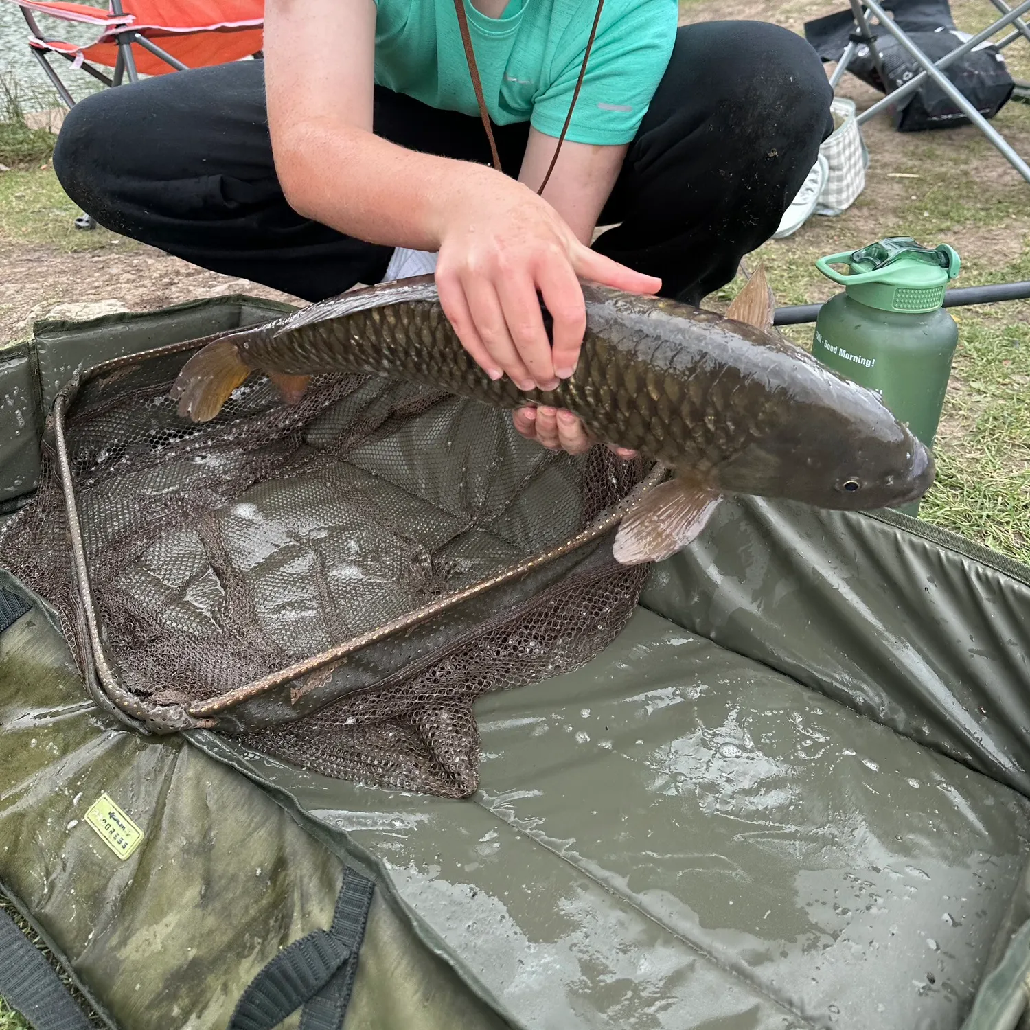 Common carp caught on Fishbrain
