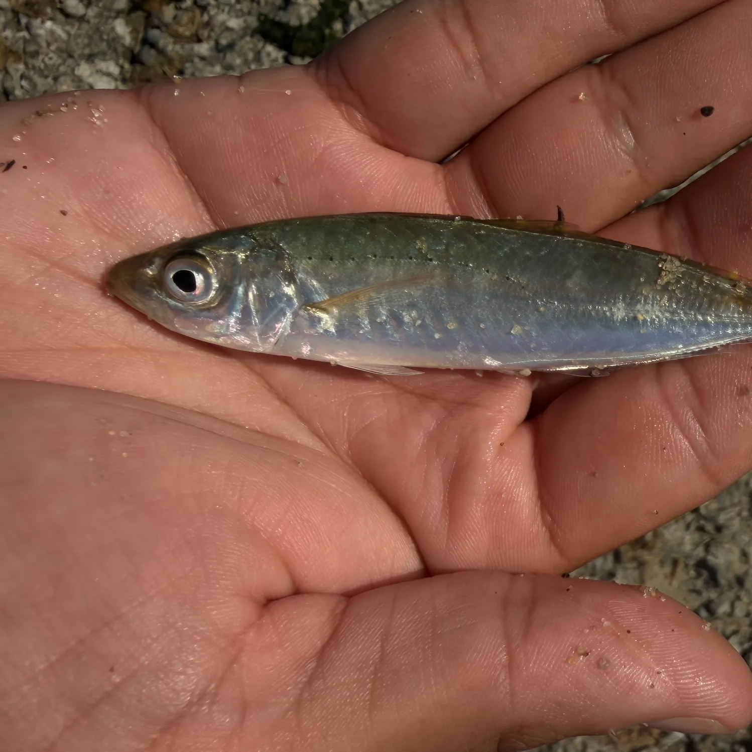 Round Scad caught on Fishbrain