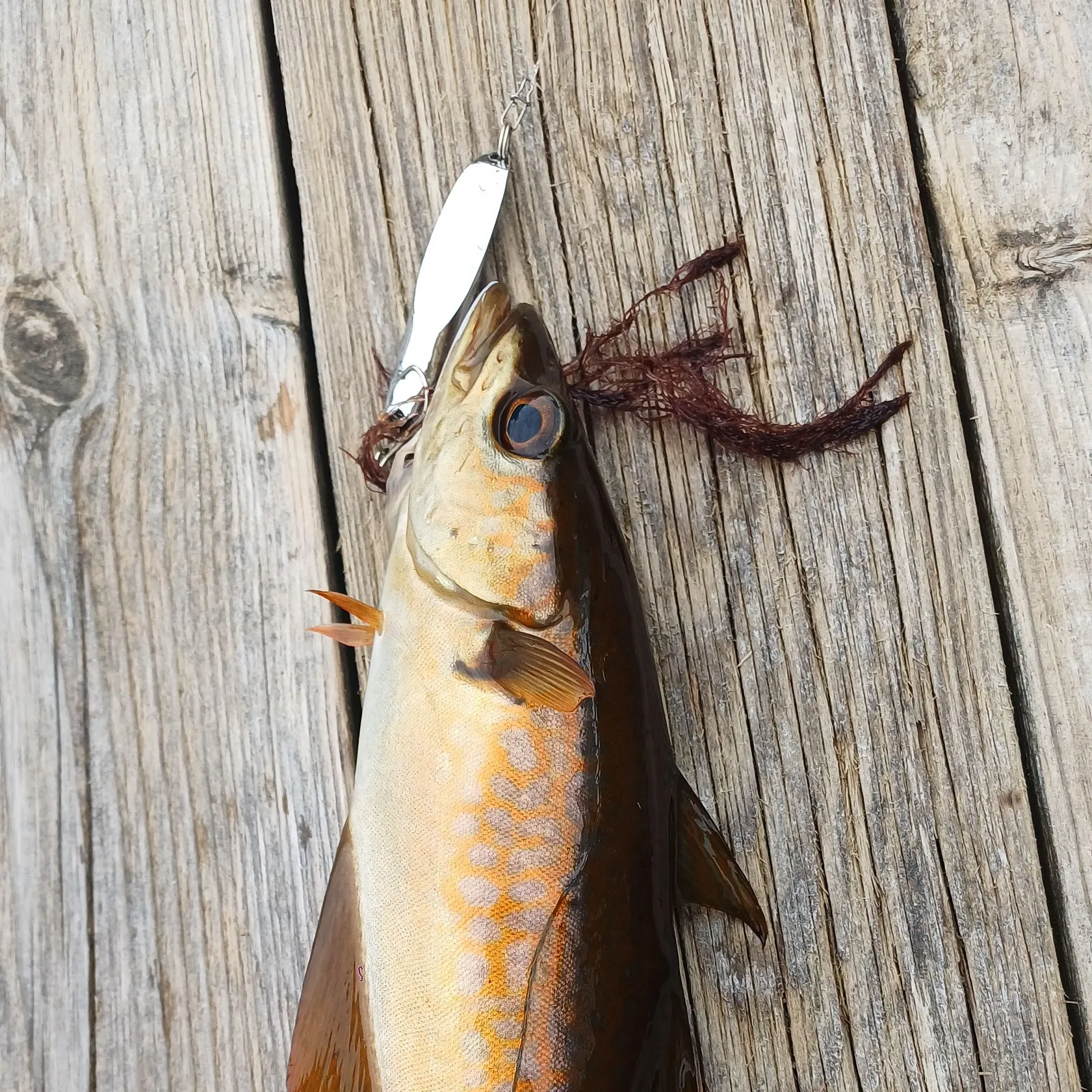 Pollack caught on Fishbrain