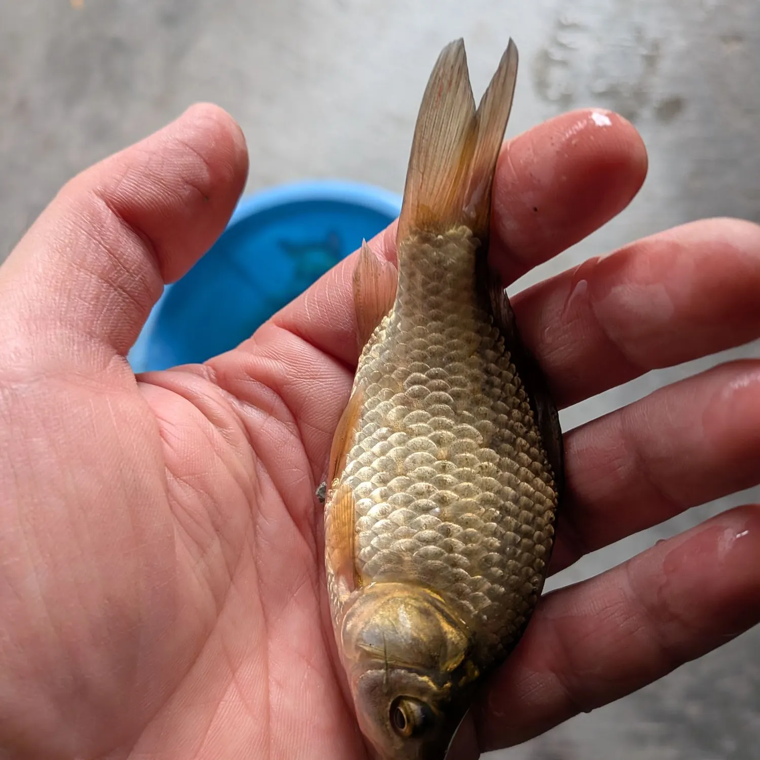 Goldfish caught on Fishbrain
