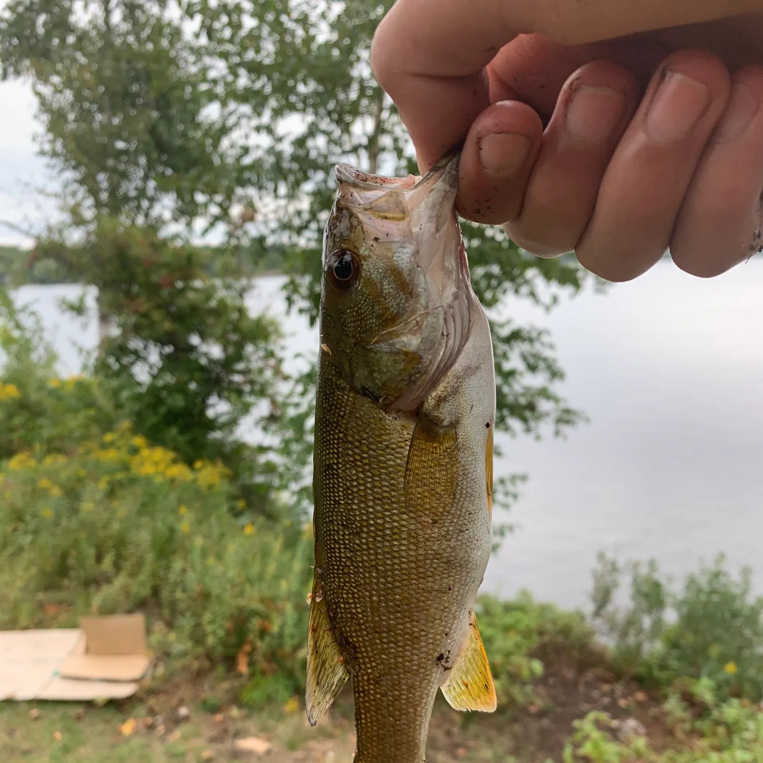 Smallmouth bass caught on Fishbrain