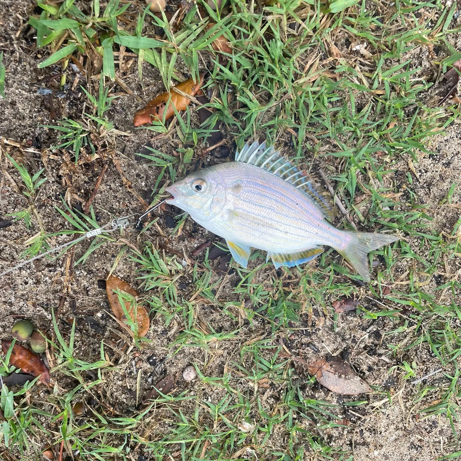 Pinfish caught on Fishbrain