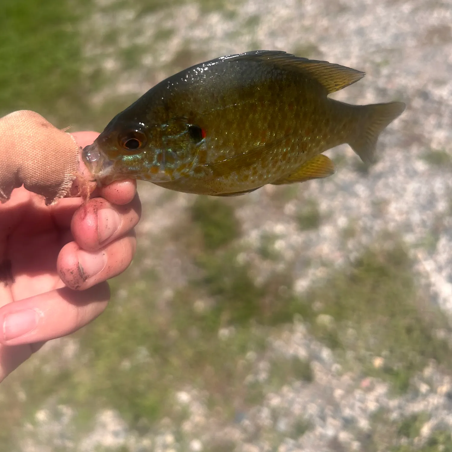 Greengill hybrid caught on Fishbrain