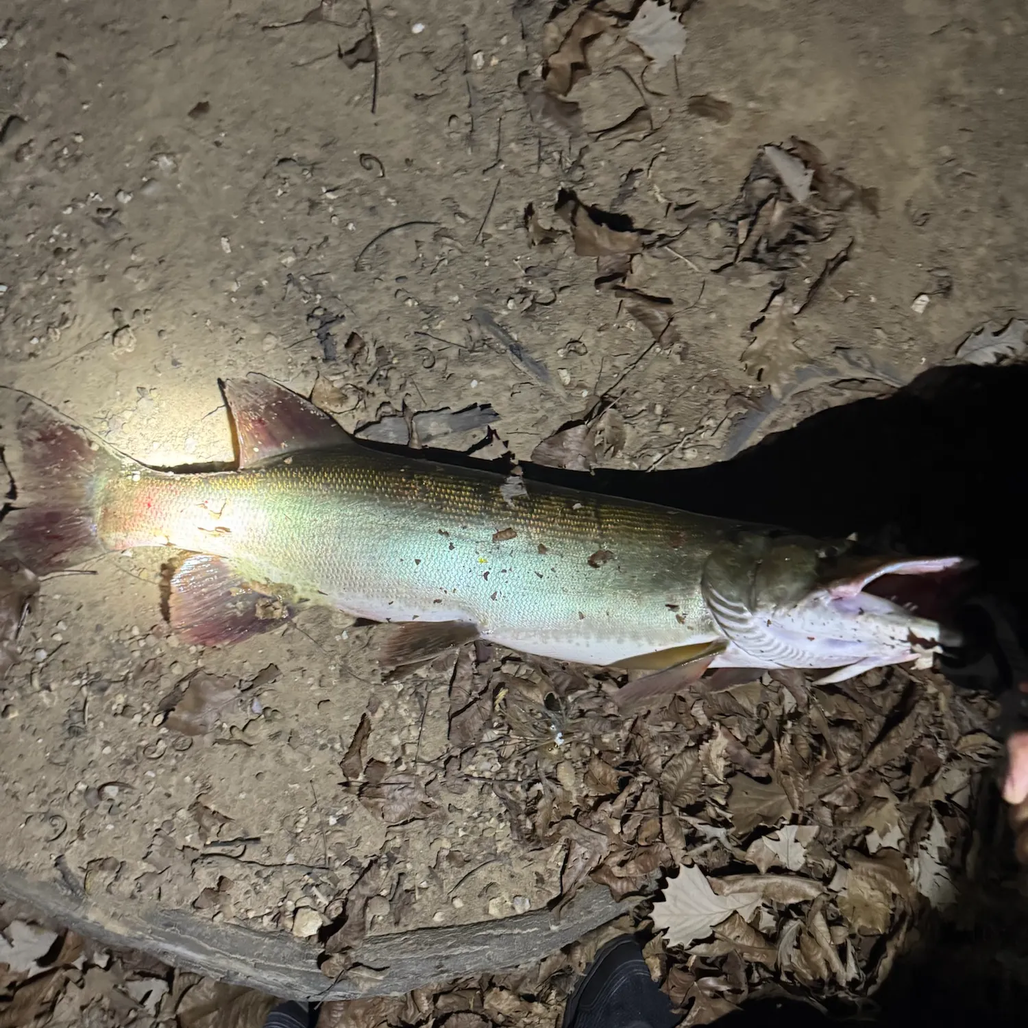 Northern pike caught on Fishbrain