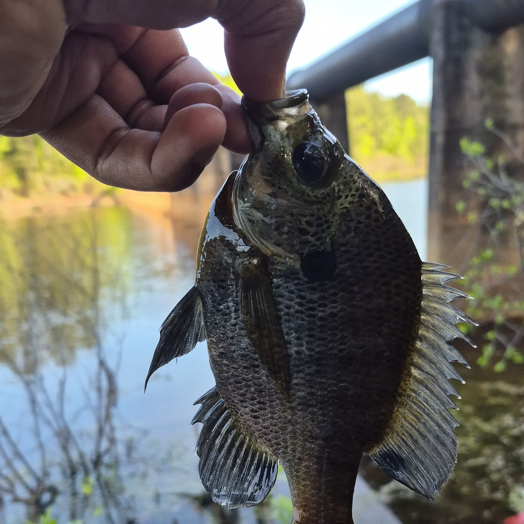 The most recent Coppernose bluegill catches on Fishbrain