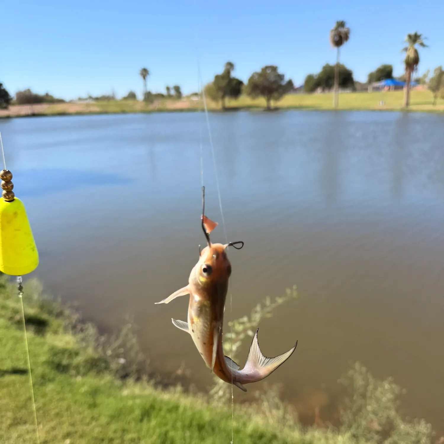 Channel catfish caught on Fishbrain