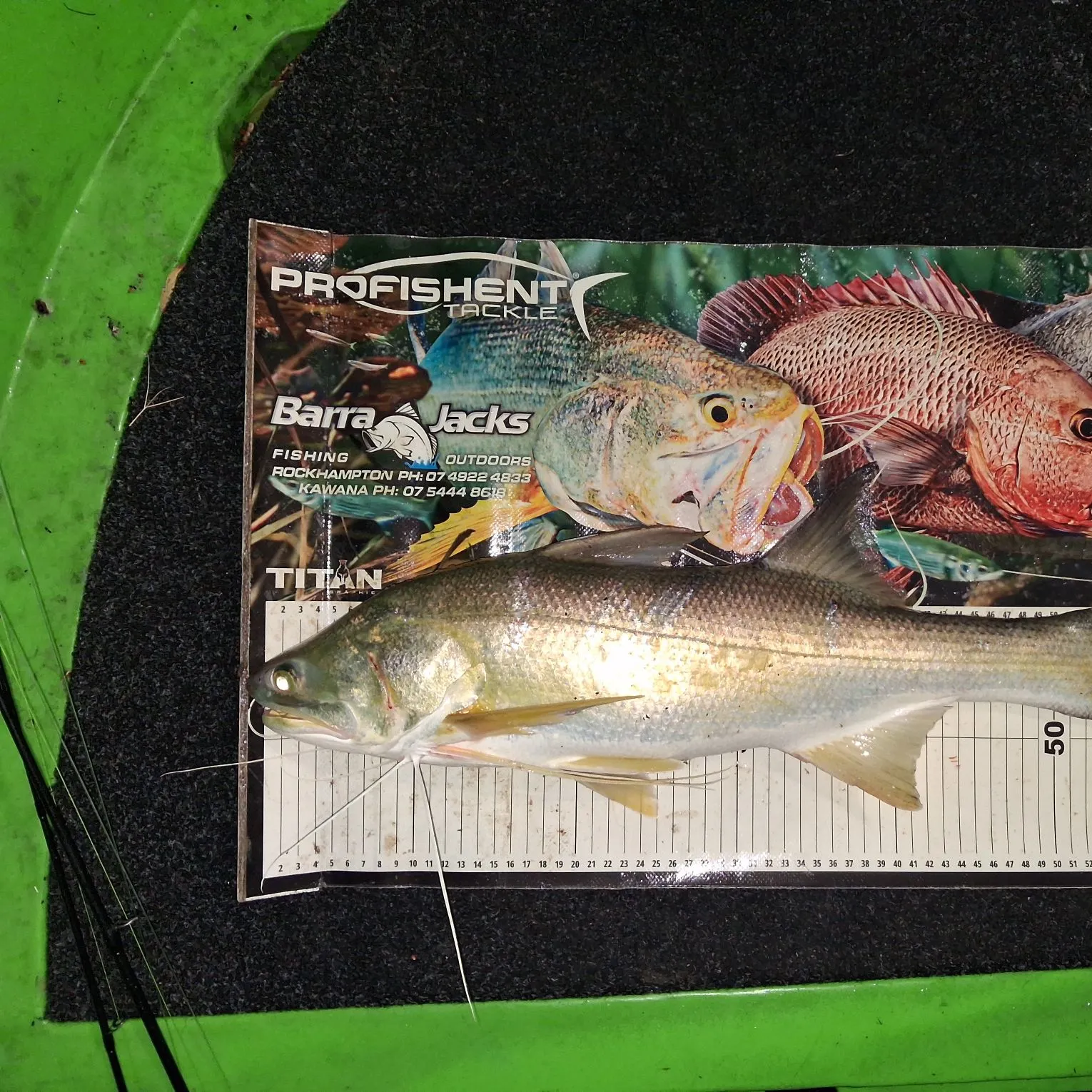The most recent King threadfin catches on Fishbrain