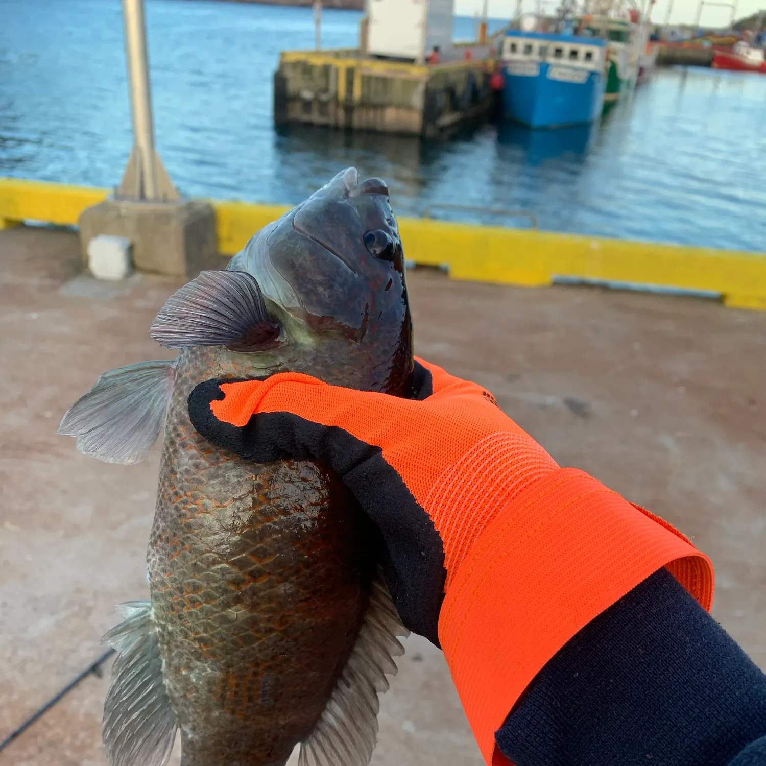 Cunner caught on Fishbrain