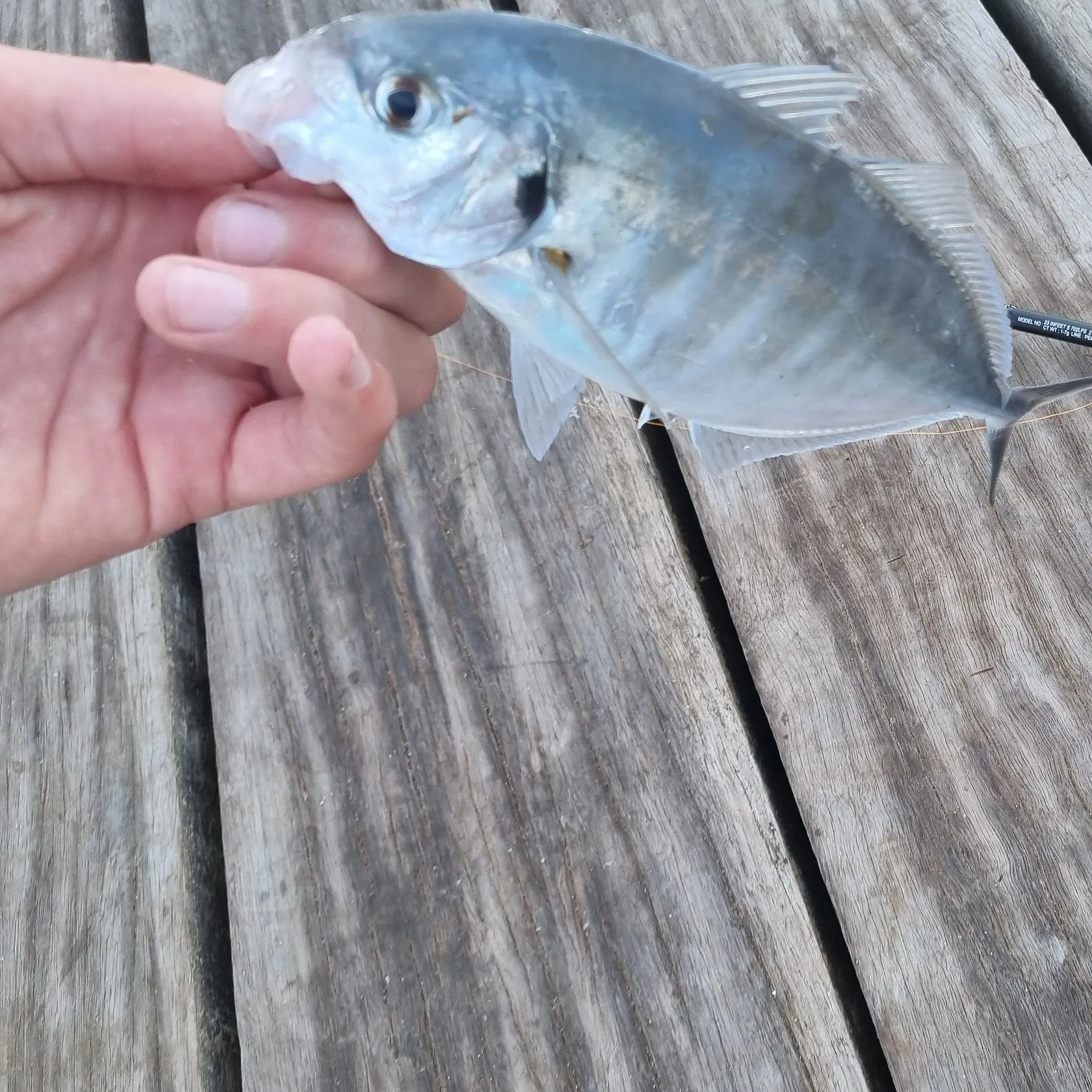 The most recent White trevally catches on Fishbrain