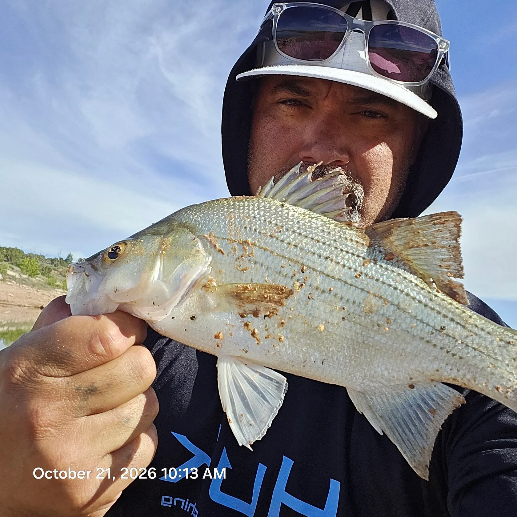 White bass caught on Fishbrain