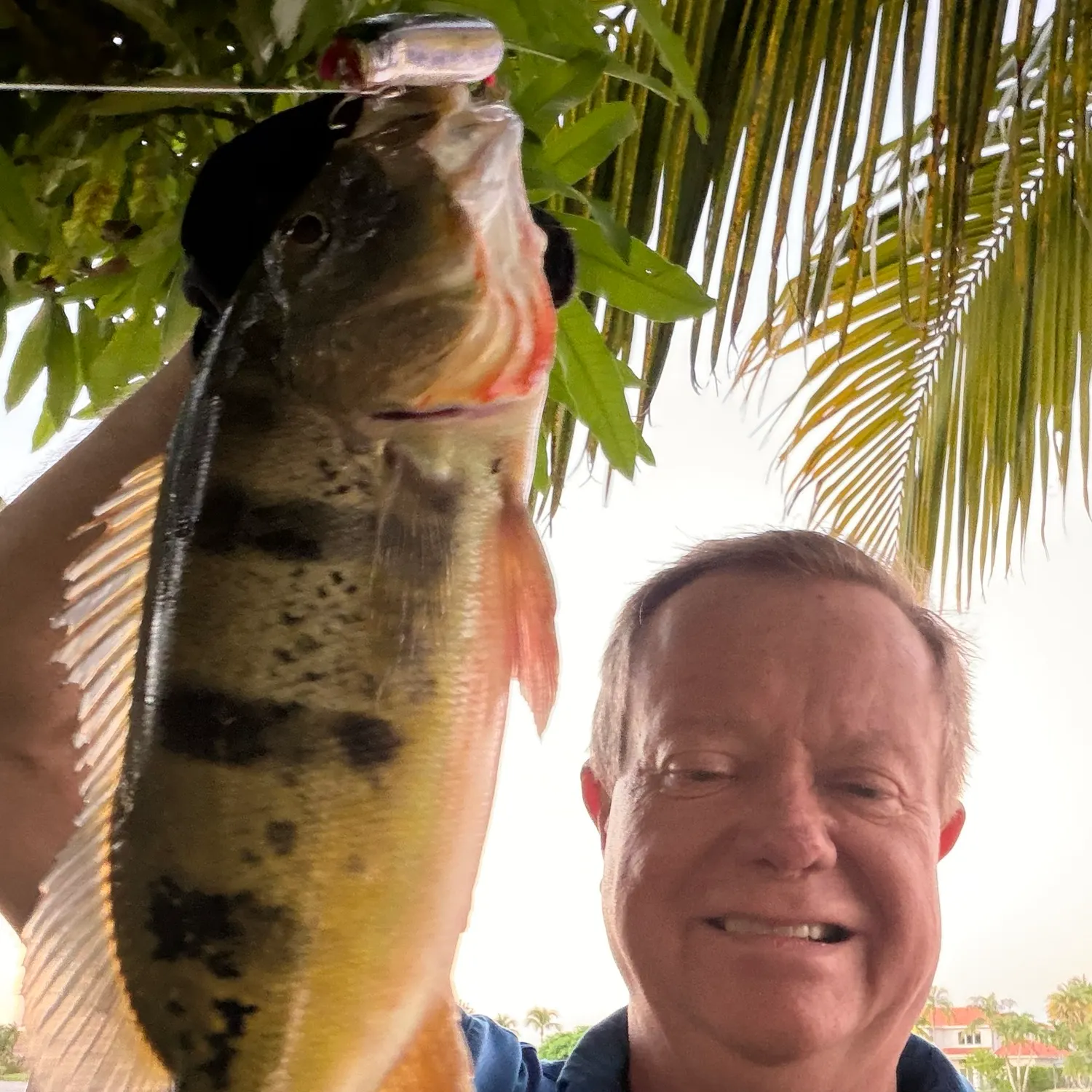 The most recent Butterfly peacock bass catches on Fishbrain