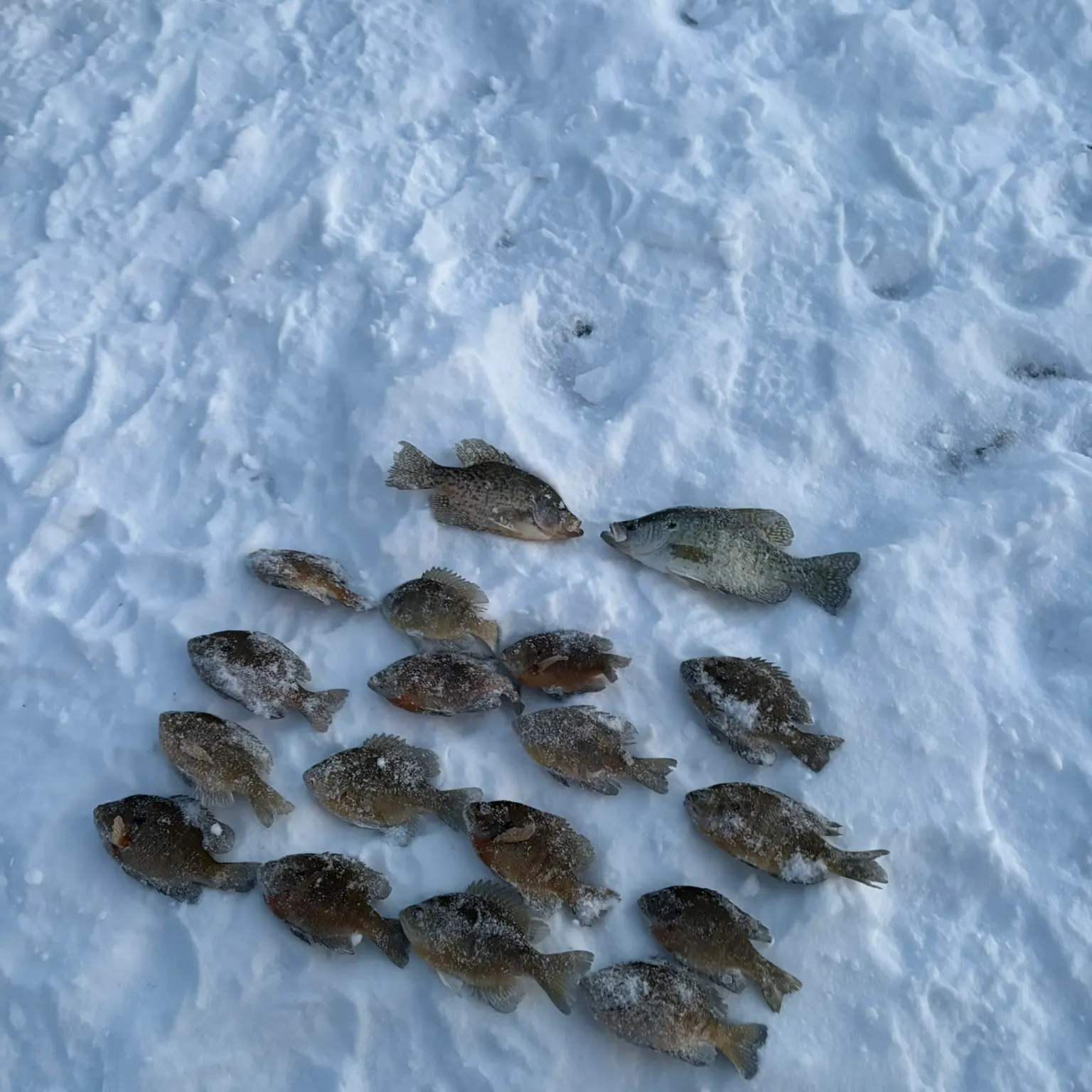 recently logged catches