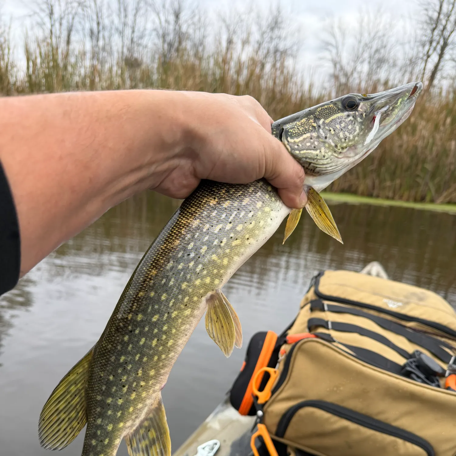 catch
