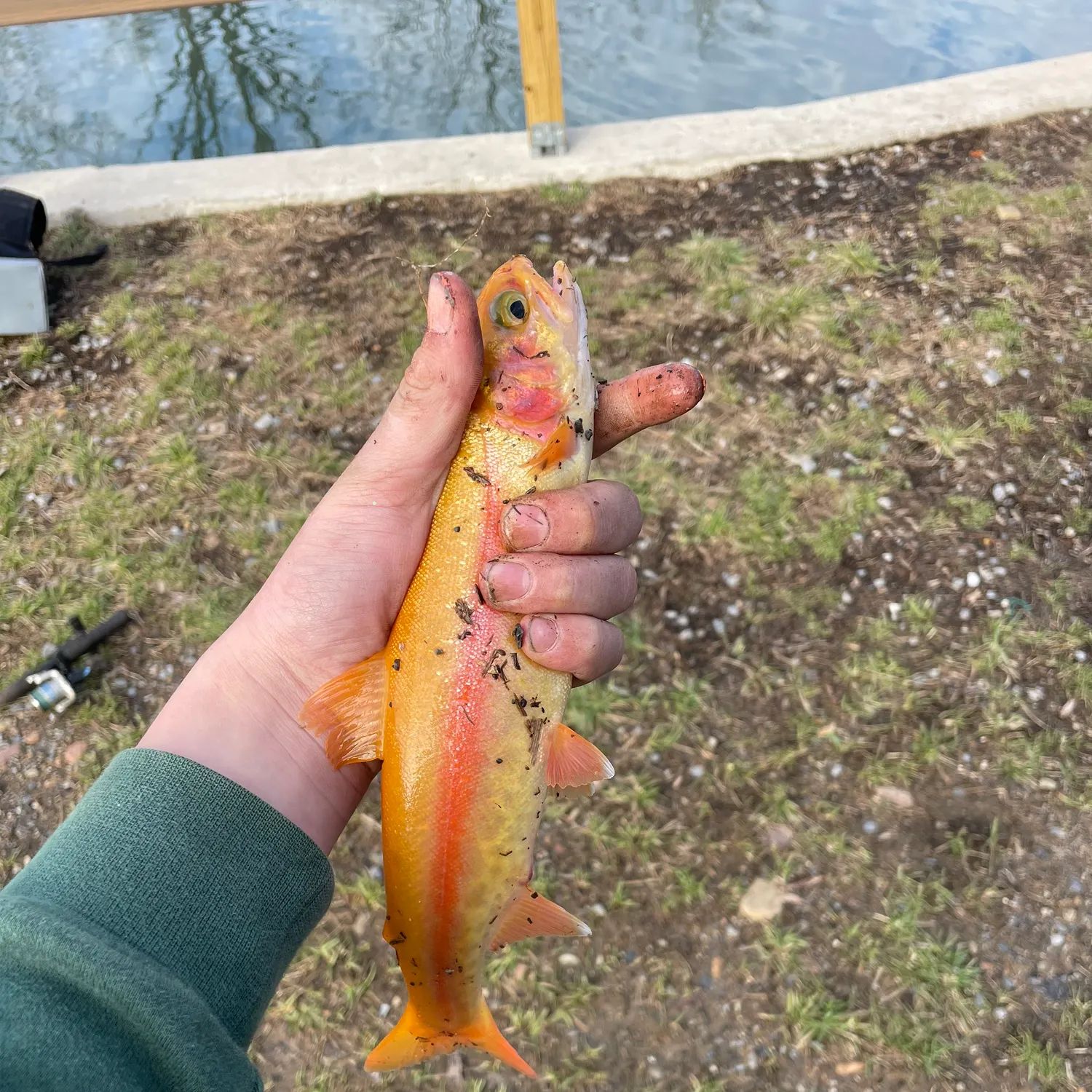 The most recent Golden rainbow trout catches on Fishbrain
