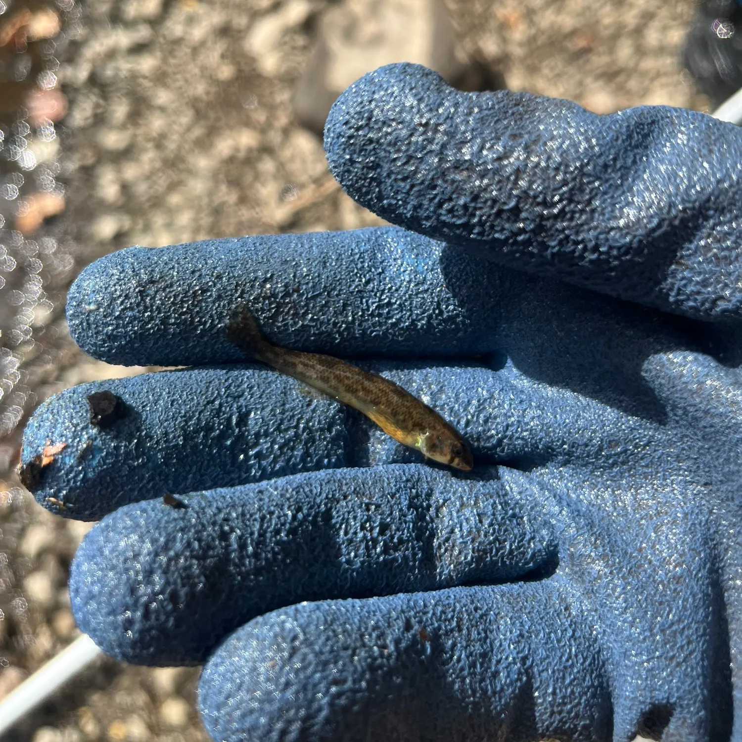 The most recent Northern tessellated darter catches on Fishbrain