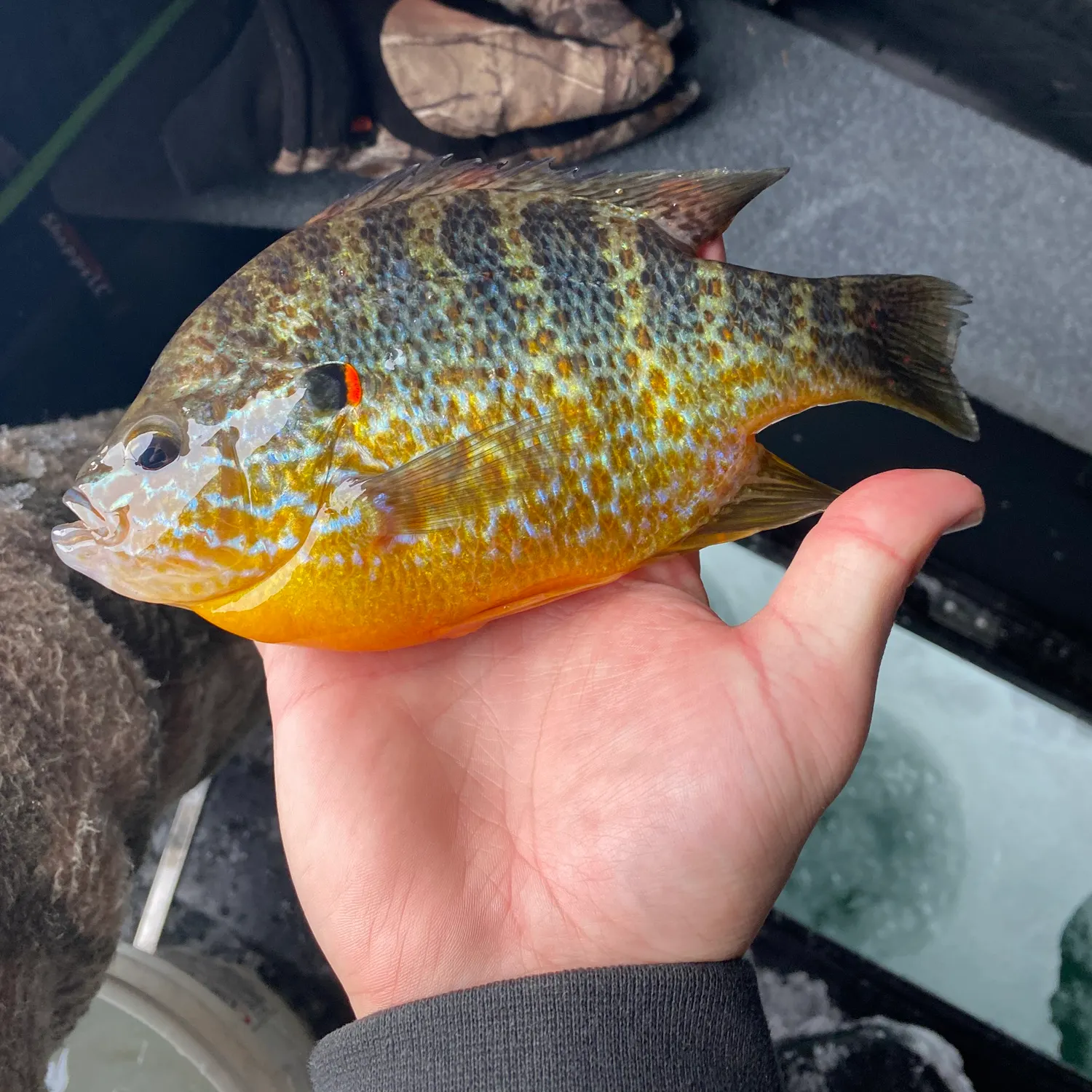The most recent Pumpkinseed catches on Fishbrain
