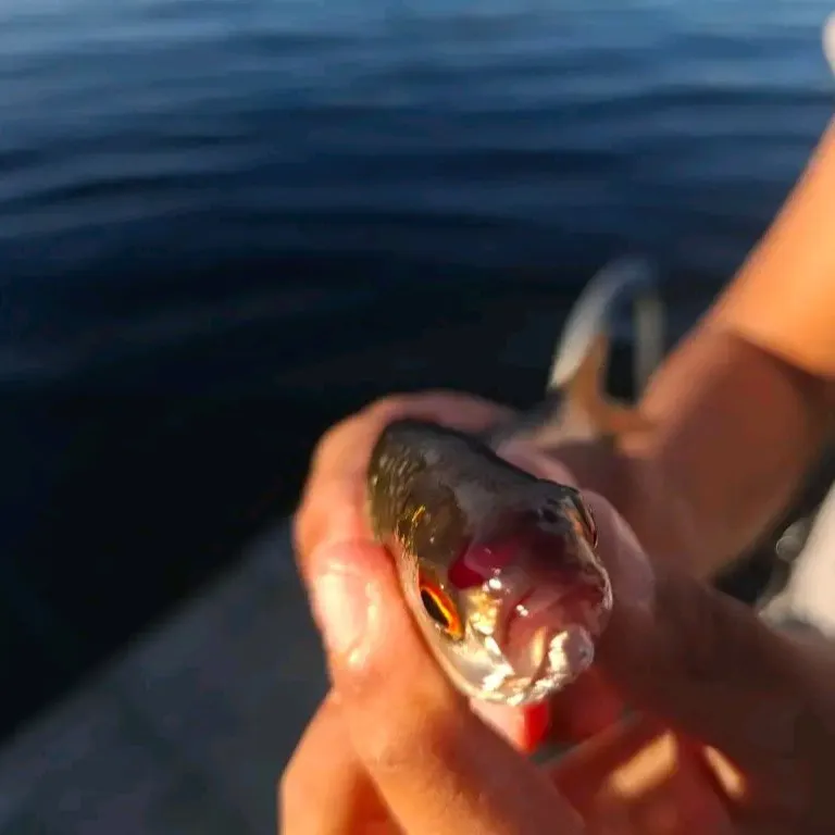 Common roach caught on Fishbrain
