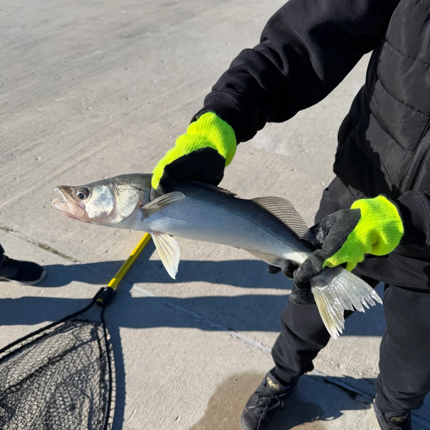 Walleye caught on Fishbrain